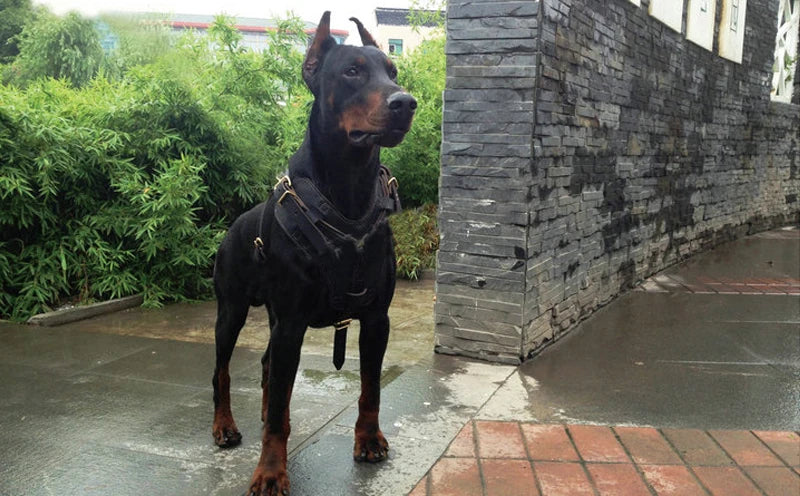 Black Genuine Leather Large Dog Harness