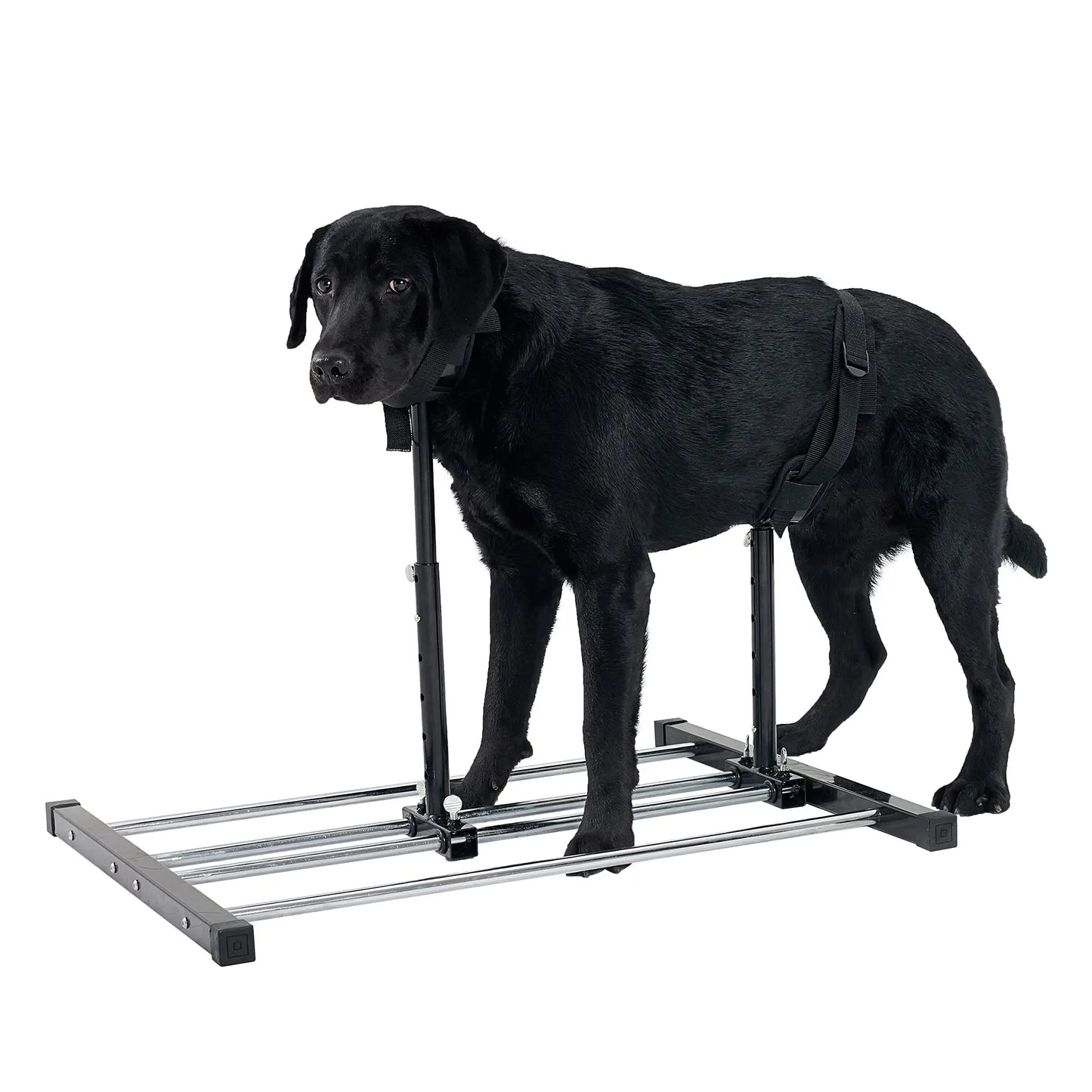 Dog Breeding Stand Stainless Steel Dog Grooming Stand with Collar Adjustable Height and Length